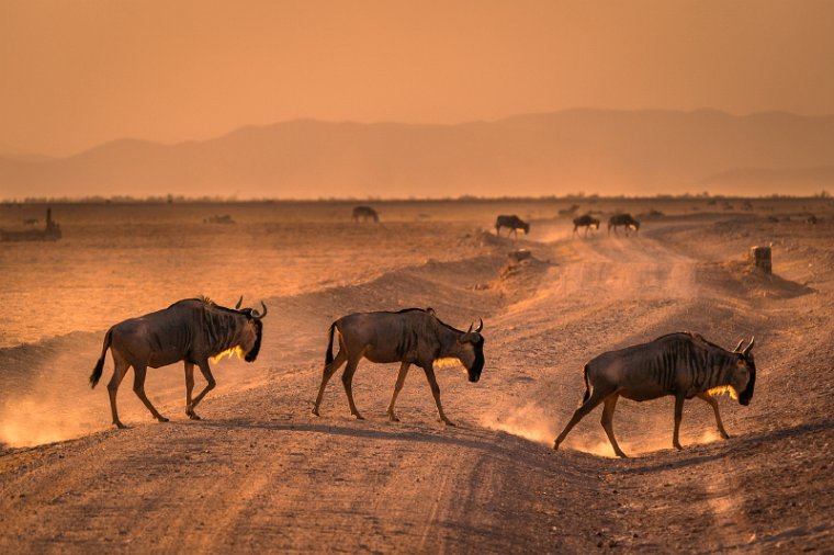 100 Amboseli Nationaal Park.jpg